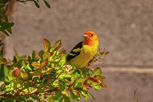 Prints of USA, New Mexico. Western tanager in tree Images Dated 2025 January: USA, New Mexico. Western tanager in tree