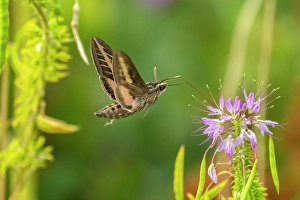 Tingley Beach Prints: USA, New Mexico. White-lined sphinx moth feeding on bee balm blossoms