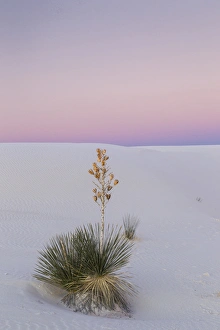 USA, New Mexico, White Sands National Monument. Yucca plant at sunset. Credit as
