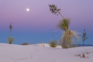 Images Dated 15th December 2013: USA, New Mexico, White Sands National Monument. Moonrise over desert plant. Credit as