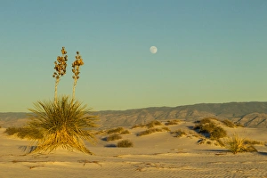Images Dated 15th December 2013: USA, New Mexico, White Sands National Monument