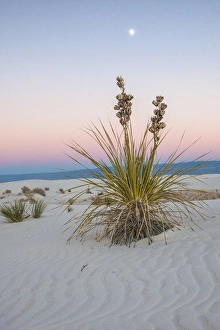 Images Dated 14th December 2013: USA, New Mexico, White Sands National Monument. Moon over yucca plant. Credit as