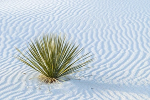 New Mexico Prints: USA, New Mexico, White Sands National Monument. Close-up of yucca and sand ripples