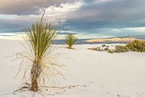 Images Dated 20th October 2022: USA, New Mexico, White Sands National Monument. Sand dunes and yucca cacti