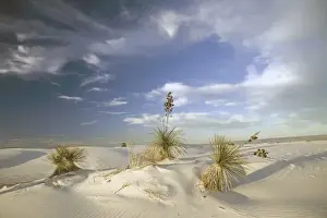 Images Dated 14th March 2007: USA, New Mexico, White Sands National Monument situated in the Tularosa Basin of