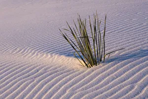 USA, New Mexico, White Sands National Park