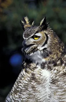 Nature Park Prints: USA, New Mexico, Wildlife West Nature Park. Great Horned Owl in defense mode (Bubo