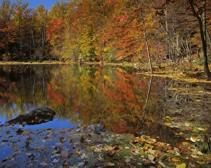 Images Dated 25th February 2013: USA, New York, Adirondack Mountains, Autumn Pond, Putnam County