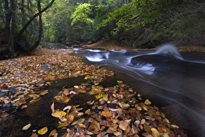 Images Dated 15th February 2006: USA, New York, Adirondack Mountains. Leaves and stream in forest