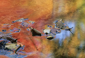 Images Dated 10th March 2007: USA, New York, Adirondack Mountains. Autumn reflections in stream