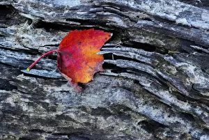Images Dated 30th September 2006: USA, New York, Adirondack Mountains. Leaf on dark rock
