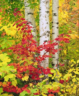 Images Dated 13th October 2017: USA; New York; Adirondack Park; Autumn colors of Birch and Maple trees