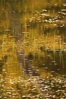 USA, New York, Adirondack Park. Fall reflections and reeds on a pond