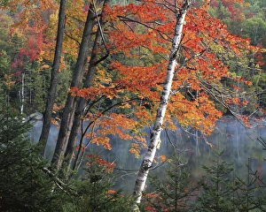 USA, New York, Adirondack Park and Preserve, Paper Birch and Red Maple along Heart Lake