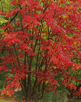 Leaves Prints: USA, New York, Adirondack Park, Red Maple