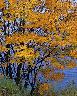 Sugar Maple Prints: USA, New York, Adirondack Park, Sugar Maple