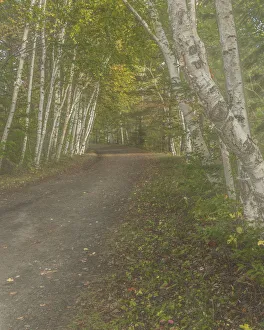 Images Dated 10th October 2018: USA, New York, Adirondack State Park. Birch trees line road