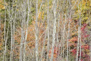 USA, New York, Adirondacks. Keene, autumn foliage past peak
