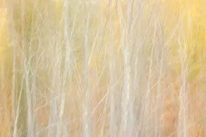 Images Dated 16th January 2022: USA, New York, Adirondacks. Keene, abstract of autumn foliage and bare trees