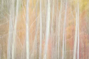Images Dated 16th January 2022: USA, New York, Adirondacks. Keene, abstract of autumn foliage and bare trees