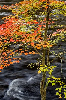 Images Dated 22nd January 2022: USA, New York, Adirondacks. Long Lake, young maple beside the Raquette River