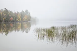 Reed Prints: USA, New York, Adirondacks. Long Lake, reeds, fog, and fall foliage at Eaton Lake