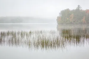 Images Dated 23rd January 2022: USA, New York, Adirondacks. Long Lake, foggy morning, reeds, and loon on Eaton Lake