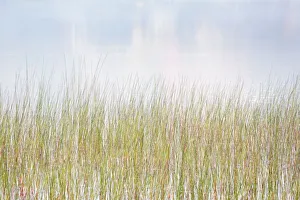 USA, New York, Adirondacks. Long Lake, reeds, fog, and reflected fall color at Eaton Lake