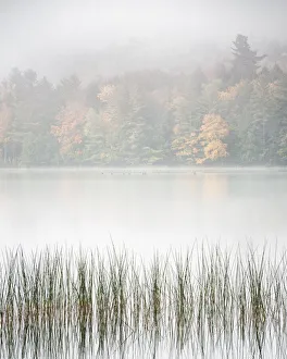 Images Dated 22nd January 2022: USA, New York, Adirondacks. Long Lake, reeds, fog, and fall foliage at Eaton Lake