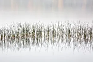 Images Dated 22nd January 2022: USA, New York, Adirondacks, Long Lake, Reeds, fog, and fall foliage at Eaton Lake
