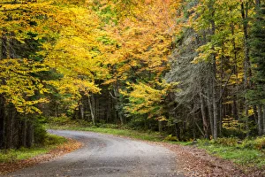 Images Dated 15th January 2022: USA, New York, Adirondacks. Long Lake, foliage-covered road to Forked Lake