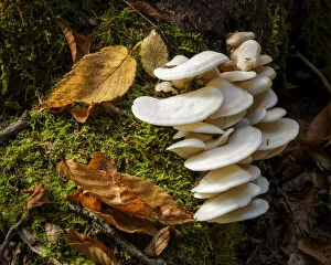 Images Dated 23rd January 2022: USA, New York, Adirondacks. Long Lake, fungi growing at base of tree next to Forked Lake