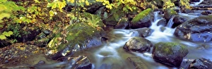 Images Dated 16th April 2008: USA, New York, Catskill Mountains. A stream cascades through the forest in the Catskill