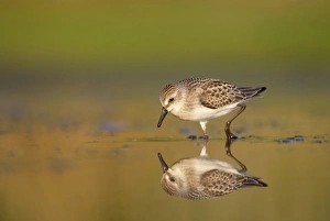 USA, New York City, Jamaica Bay Wildlife Refuge. Semipalmated sandpiper hunts for