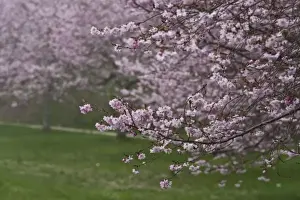 Images Dated 25th April 2009: USA, New York, East Hampton. Cherry trees in the spring in Amagansett
