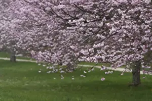 Long Island Prints: USA, New York, East Hampton. Cherry trees in the spring in Amagansett