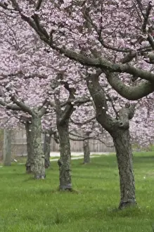 Images Dated 25th April 2009: USA, New York, East Hampton. Cherry trees in the spring in Amagansett