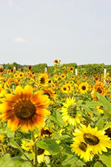 Images Dated 18th September 2005: USA, New York, The Hamptons, Farmlands and flower fields