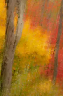 USA, New York, Inlet. Abstract of autumn forest scene. Credit as: Jay O Brien