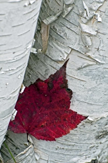 Inlet Prints: USA, New York, Inlet. Maple leaf on aspen tree trunk. Credit as: Jay O Brien