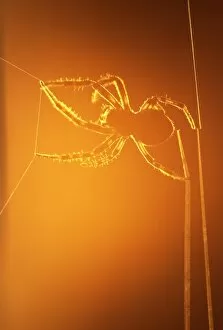 USA, New York, Inlet. Silhouette of spider spinning web at sunset