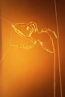 Spinning Prints: USA, New York, Inlet. Silhouette of spider spinning web at sunset