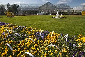 Long Island Prints: USA, New York, Jamesport. Spring flowers at a plant shop