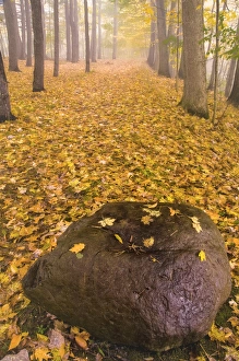 Images Dated 17th October 2009: USA, New York, Letchworth State Park. Autumn forest scenic
