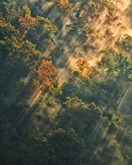 Images Dated 18th October 2009: USA, New York, Letchworth State Park. Sunrise lights fog-covered forest. Credit as