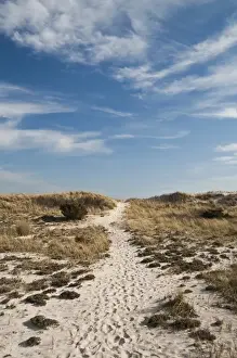 Long Island Prints: USA, New York, Robert Moses State Park (Long Island). Dunes