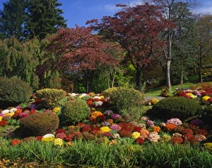 USA, New York, Saugerties, Seamon Park. Autumn display of chrysanthemum flowers