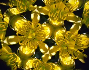 Kaleidoscope Prints: USA, New York, Slingerlands. Daylilies seen through a kaleidoscope and wide-angle lens