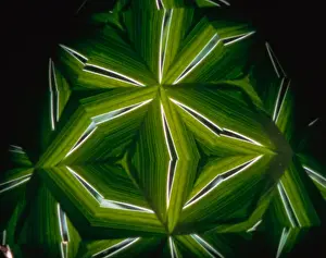 Kaleidoscope Prints: USA, New York, Slingerlands. A kaleidoscope turns iris leaves into abstract art. Credit as