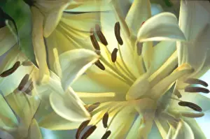 Kaleidoscope Prints: USA, New York, Slingerlands. Oriental lilies seen through a kaleidoscope. Credit as